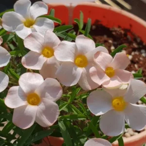 Oxalis Polar Aurora Live Plant – Ornamental White Flowers, 4 Inch Pot, Indoor/Outdoor - Image 3