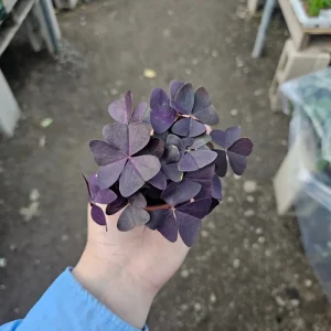 Oxalis Triangularis Purple Shamrock Live Plant – 2in or 4in Pot – Indoor Houseplant - Image 2