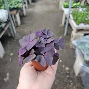Oxalis Triangularis Purple Shamrock Live Plant – 2in or 4in Pot – Indoor Houseplant - Image 3