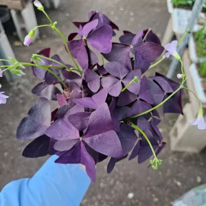 Oxalis Triangularis Purple Shamrock Live Plant – 2in or 4in Pot – Indoor Houseplant - Image 5