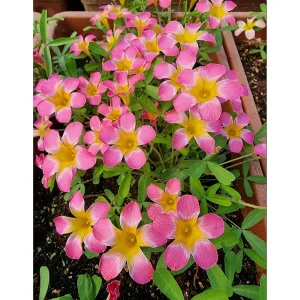 Oxalis versicolor Live Plant - Candy Cane Pomegranate Oxalis 4