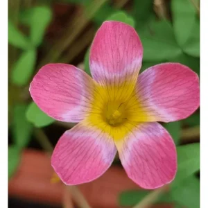 Oxalis versicolor Live Plant - Candy Cane Pomegranate Oxalis 4