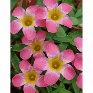 Oxalis versicolor Live Plant - Candy Cane Pomegranate Oxalis 4