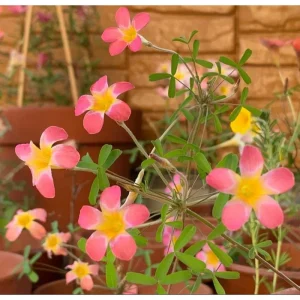 Oxalis versicolor Live Plant - Candy Cane Pomegranate Oxalis 4