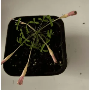 Oxalis versicolor Live Plant - Candy Cane Pomegranate Oxalis 4