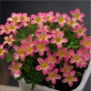 Oxalis versicolor Live Plant - Candy Cane Pomegranate Oxalis 4" Pot Indoor/Outdoor - Image 1