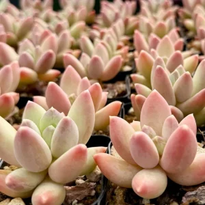 Pachyphytum Compactum Rose Succulent Live Plant – 2 Inch Pot – Pink Little Jewel - Image 1