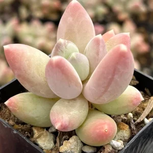 Pachyphytum Compactum Rose Succulent Live Plant – 2 Inch Pot – Pink Little Jewel - Image 2