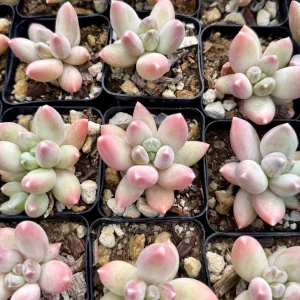 Pachyphytum Compactum Rose Succulent Live Plant – 2 Inch Pot – Pink Little Jewel - Image 4