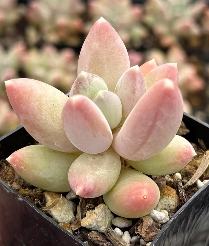 Pachyphytum Compactum Rose Succulent Live Plant - Little Jewel - 2 Inch Pot - Image 2
