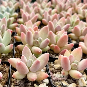 Pachyphytum Compactum Rose Succulent Live Plant - Little Jewel - 2 Inch Pot - Image 3