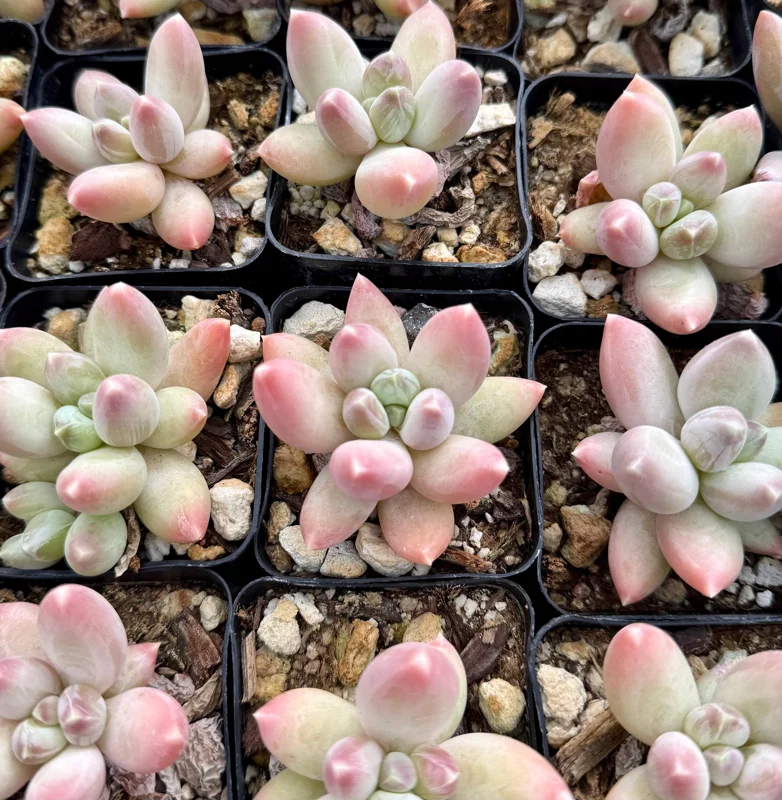 Pachyphytum Compactum Rose Succulent Live Plant - Little Jewel - 2 Inch Pot - Image 4