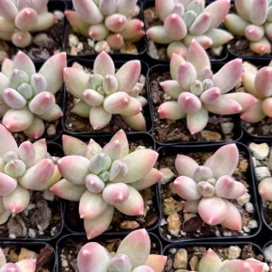 Pachyphytum Compactum Rose Succulent Live Plant - Little Jewel - 2 Inch Pot - Image 5