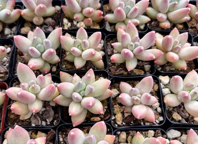 Pachyphytum Compactum Rose Succulent Live Plant - Little Jewel - 2 Inch Pot - Image 5
