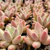 Pachyphytum Compactum Rose Succulent Live Plant - Little Jewel - 2 Inch Pot - Image 1