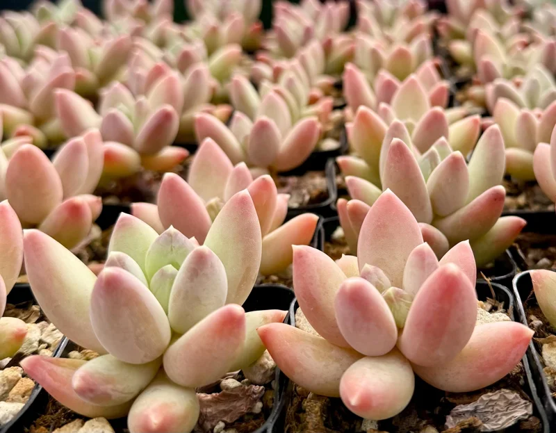 Pachyphytum Compactum Rose Succulent Live Plant - Little Jewel - 2 Inch Pot - Image 1