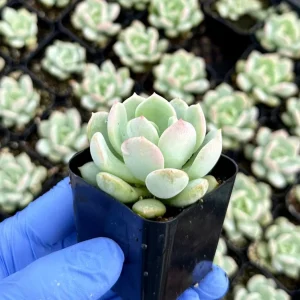 Pachyveria Draco Succulent Live Plant - 2 Inch Pot - Hybrid Rosette - Image 1