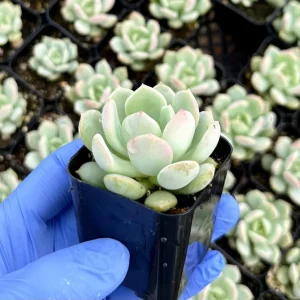 Pachyveria Draco Succulent Live Plant - 2 Inch Pot - Hybrid Rosette - Image 2