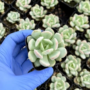 Pachyveria Draco Succulent Live Plant - 2 Inch Pot - Hybrid Rosette - Image 3