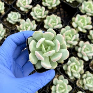 Pachyveria Draco Succulent Live Plant – 2 Inch Potted Rosette – Indoor/Outdoor - Image 3