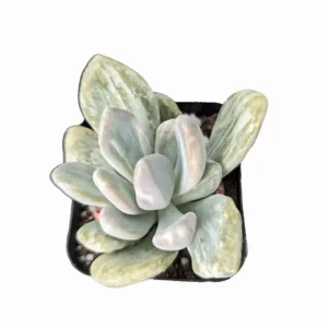 Pachyveria Variegata Succulent Live Plant, 2 Inch Pot, Indoor Outdoor Decor - Image 2