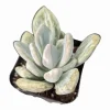Pachyveria Variegata Succulent Live Plant, 2 Inch Pot, Indoor Outdoor Decor - Image 1
