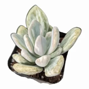 Pachyveria Variegata Succulent Live Plant, 2 Inch Pot, Indoor Outdoor Decor - Image 1