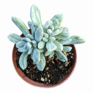 Pachyveria Variegata Succulent Live Plant, 2 Inch Pot, Indoor Outdoor Decor - Image 3