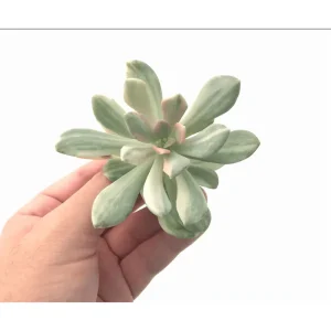 Pachyveria Variegata Succulent Live Plant, 2 Inch Pot, Indoor Outdoor Decor - Image 4