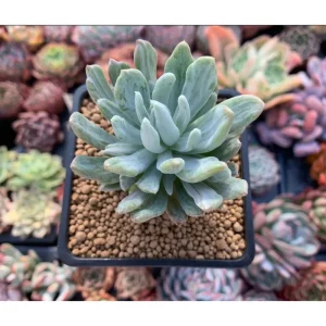 Pachyveria Variegata Succulent Live Plant, 2 Inch Pot, Indoor Outdoor Decor - Image 5