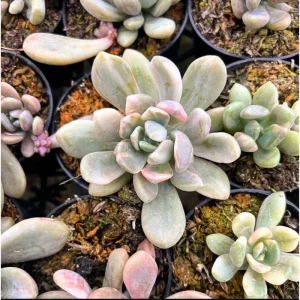 Pachyveria Variegata Succulent Live Plant, 2 Inch Pot, Indoor Outdoor Decor - Image 6