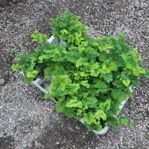 Pacific Maidenhair Fern Live Plant - Adiantum monocolor - 2in or 4in Pot - Indoor - Image 2