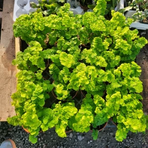Pacific Maidenhair Fern Live Plant - Adiantum monocolor - 2in or 4in Pot - Indoor - Image 4