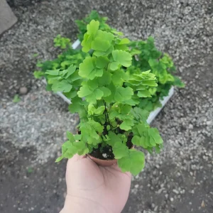 Pacific Maidenhair Fern Live Plant - Adiantum monocolor - 2in or 4in Pot - Indoor - Image 5