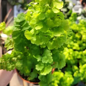 Pacific Maidenhair Fern Live Plant - Adiantum monocolor - 2in or 4in Pot - Indoor - Image 6