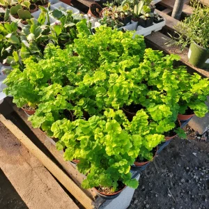 Pacific Maidenhair Fern Live Plant - Adiantum monocolor - 2in or 4in Pot - Indoor - Image 7