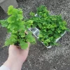 Pacific Maidenhair Fern Live Plant - Adiantum monocolor - 2in or 4in Pot - Indoor - Image 1