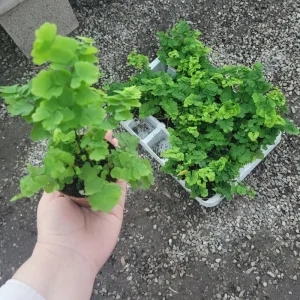 Pacific Maidenhair Fern Live Plant - Adiantum monocolor - 2in or 4in Pot - Indoor - Image 1
