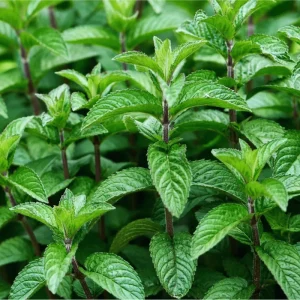 Pack of 2 Mojito Mint Live Starter Plants, Culinary Herb, 4 to 8 Inch Tall - Image 2