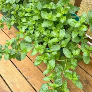 Pack of 2 Mojito Mint Live Starter Plants, Culinary Herb, 4 to 8 Inch Tall - Image 3