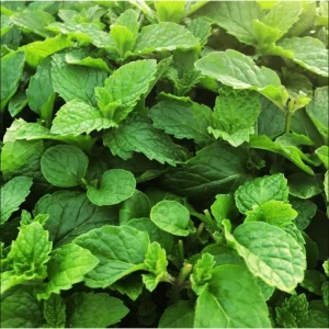 Pack of 2 Mojito Mint Live Starter Plants, Culinary Herb, 4 to 8 Inch Tall - Image 4