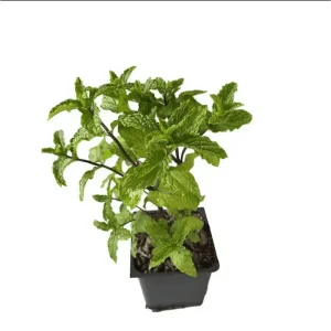 Pack of 2 Mojito Mint Live Starter Plants, Culinary Herb, 4 to 8 Inch Tall - Image 6