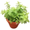 Pack of 2 Mojito Mint Live Starter Plants, Culinary Herb, 4 to 8 Inch Tall - Image 1