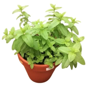 Pack of 2 Mojito Mint Live Starter Plants, Culinary Herb, 4 to 8 Inch Tall - Image 1