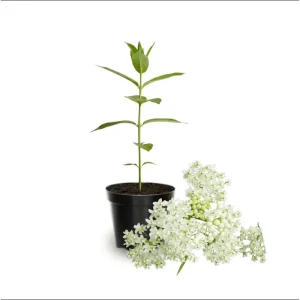 Pack of 2 White Milkweed Live Starter Plants, 4-9 Inch Tall, Host for Monarch Butterflies - Image 2