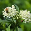 Pack of 2 White Milkweed Live Starter Plants, 4-9 Inch Tall, Host for Monarch Butterflies - Image 1