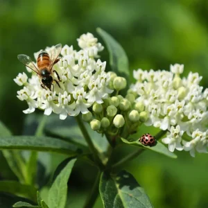 Pack of 2 White Milkweed Live Starter Plants, 4-9 Inch Tall, Host for Monarch Butterflies - Image 1