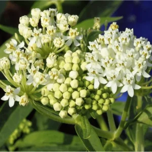 Pack of 2 White Milkweed Live Starter Plants, 4-9 Inch Tall, Host for Monarch Butterflies - Image 4