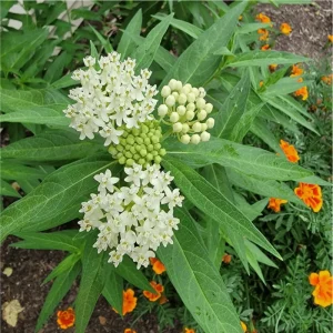 Pack of 2 White Milkweed Live Starter Plants, 4-9 Inch Tall, Host for Monarch Butterflies - Image 7