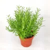 Pack of 3 Barbeque Rosemary Live Starter Plants - Culinary Herb, 4-8 Inch Tall - Image 1